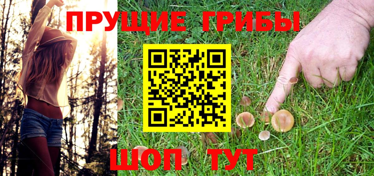 Кингисепп  Галлюциногенные грибы Psilocybine cubensis  Вход с VPN 